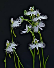 Chrysanthemum Seeds (Chrysanthemum morifolium) for growers filling out the Backyard Garden
