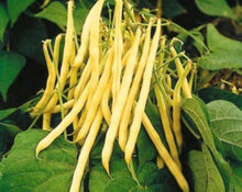 Golden Wax Bean Seeds for a fresh homegrown crop from the vegetable patch