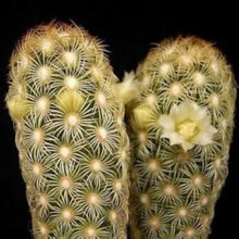 Ladyfinger Cactus Mammillaria Elongata Seeds for easy-care planting in pots or beds