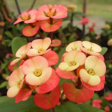 Euphorbia Seeds for growers filling out the Light Orange Garden