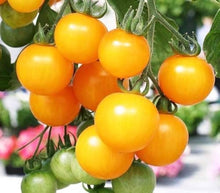 Heirloom Tomato Seeds (Solanum lycopersicum) for growers stocking the Vegetable Balcony Garden