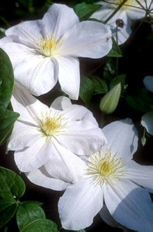 Clematis Rampicant White Seeds valued for climbing Elegance