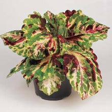 Coleus Seeds (Plectranthus scutellarioides) for a lasting display in the indoor pots or garden borders