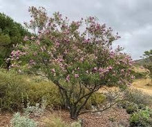 Desert Willow Seeds (Chilopsis linearis) for a lasting addition to the Xeriscape & Landscape
