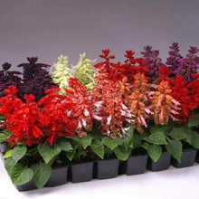 Rose Queen Salvia Seeds for reliable seasonal color