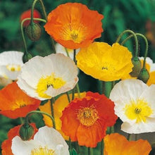 Iceland Poppy Mix Seeds (Papaver nudicaule) for a bright addition to the Flower Beds