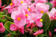 Begonia Seeds for a colorful addition to any planting
