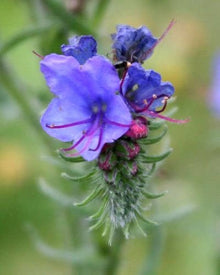 Heirloom Blue Viper Bugloss Seeds for a lasting display in the Unique, Vibrant Garden Flowers