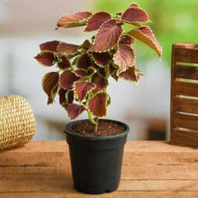 Painted Nettle Coleus Scutellarioides Herb Seeds for growers filling out the Indoor Vertical Garden Displays