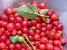Heirloom Chile Chiltepin Pepper Seeds valued by growers for unique Hot Peppers