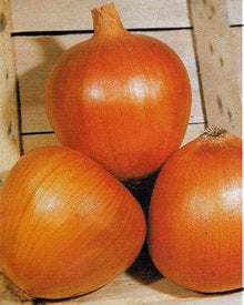 Golden Onion Dorata Di Parma Seeds for productive rows in the Flower Bed