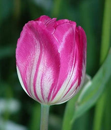Double Tulip Seeds for growers filling out the Flower Bed & Garden