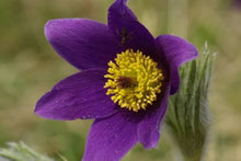 Anemone PasqueFlowers-Samen-violett-blau Pulsatilla Seeds for gardeners building out beds and borders