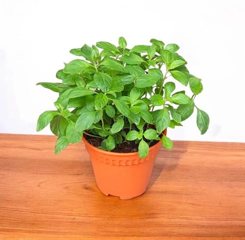 Green Mentha Plants for reliable seasonal color
