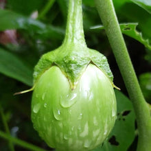 Epic Eggplant Seeds (Solanum melongena) for a fresh homegrown crop from the vegetable patch and home gardens