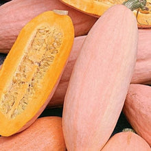 Squash VH562 Giant Pink Banana Squash Seeds for growers stocking a kitchen garden
