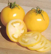 Taxi tomato grown from organic and conventional seeds with bright yellow fruits and smooth texture