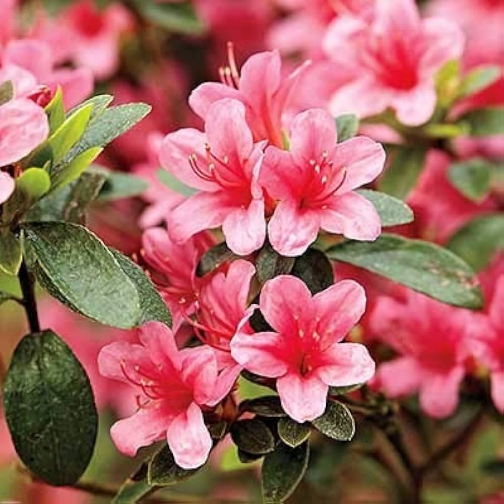 Azalea garden flower seeds