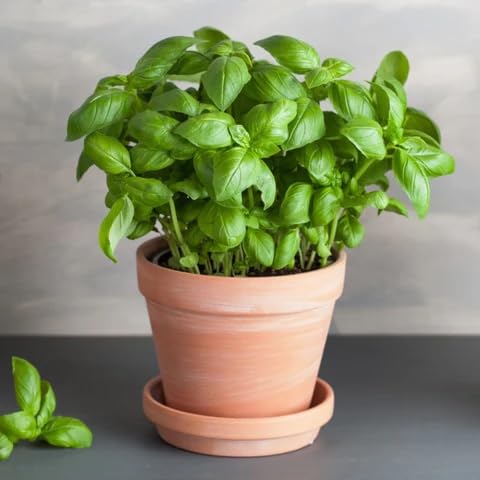 Green Plants (Ocimum basilicum) for growers seeking a long-blooming display
