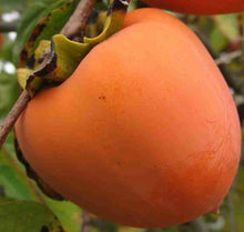 Persimmon Seeds for a sweet addition to the home orchard