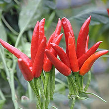 Chile Pepper Seeds (Capsicum annuum) for growers stocking the Korean Hot Variety in Backyard Garden