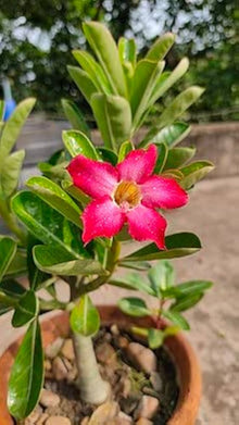 Desert Rose Adenium Obesum Seeds for long-term planting in the Indoor Home Garden