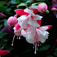 Fuchsia Lantern Begonia for Planting Baby Pink Garden Seeds for seasonal color across the Baby Pink Garden