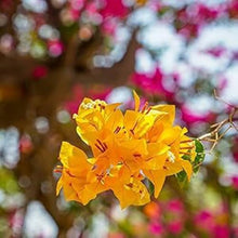 Yellow Bougainvillea Seeds prized for perennial Potted Flowers