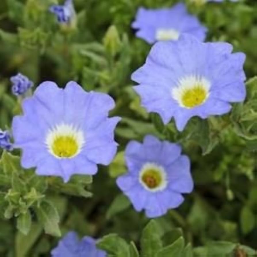 Chilean bellflower Nolana paradoxa white flower seeds for planting in garden beds or ornamental containers