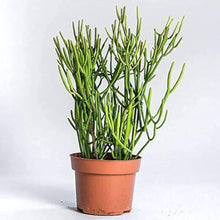 Rosea Pencil Tree Seeds (Euphorbia tirucalli) for a lasting addition to the landscape