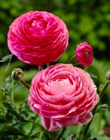 Auffllige Primel Samen Schne Pale Pink Seeds (Buttercup frmige) for growers seeking a long-blooming display