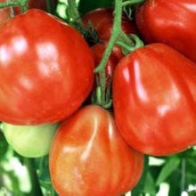 Graines de Tomate Coeur de Boeuf Rose Seeds for seasonal color across the vegetable patch
