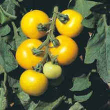 Golden Sunburst Heirloom Tomato Seeds for productive rows in the Home Garden