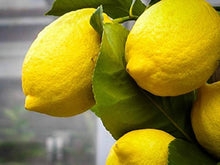 Eureka Lemon Tree Seeds (Citrus limon) for growers planting the home orchards and container gardens