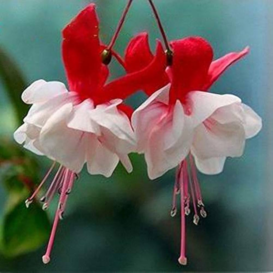 Fuchsia Fuchsia Hybrida Hanging Flower Seeds for Planting – Lantern-Like Blooms for Pots and Balcony Arrangements