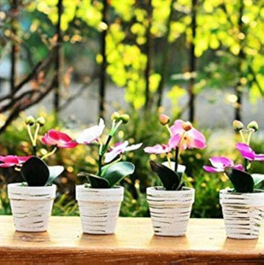 Rose White Heart Pink Rosa spp. flower seeds (rare) for planting in home garden or indoor pots - for planting in home garden