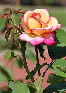 Rare Rose Seeds for a bright addition to the Flower Urban Garden