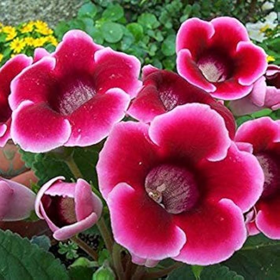 Univalve Gloxinia Sinningia speciosa unique flower seeds for home garden and balcony containers - for planting in home garden