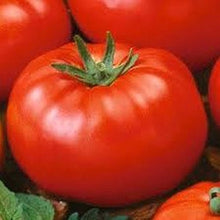 Plant Seeds (Golden zucchini) for a fresh homegrown crop from the summer kitchen gardens or pots