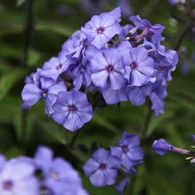 Mountain Phlox Seeds (Phlox paniculata) for colorful blooms in the Flower Bed