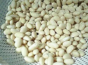 Bean Growing for planting in home garden.