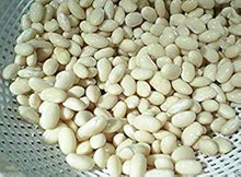 Bean Growing for planting in home garden.