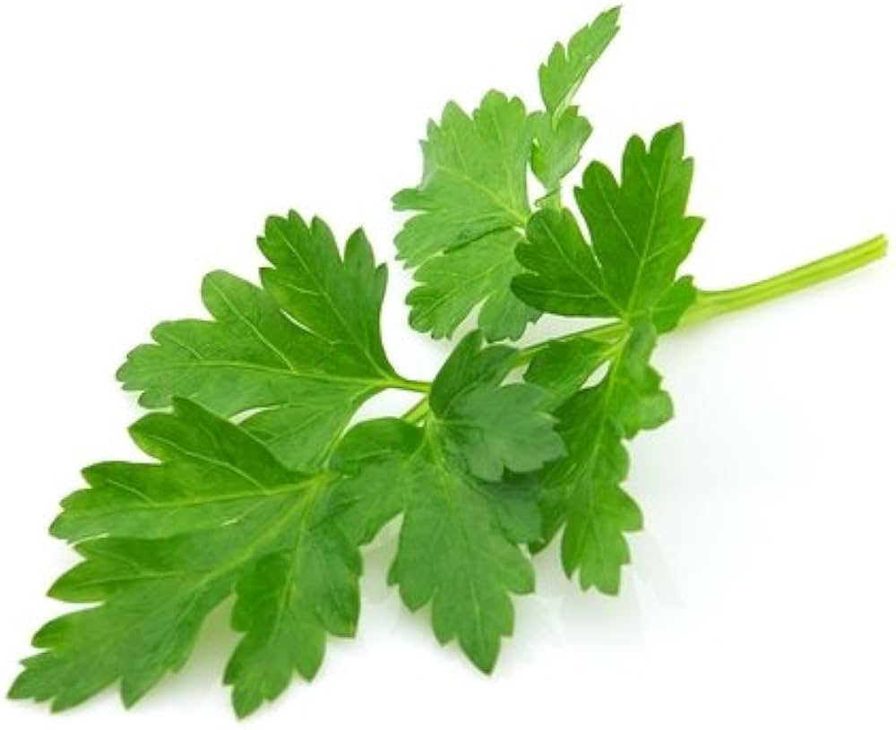 Italian Parsley ��������� Petroselinum crispum ��������� for herb garden