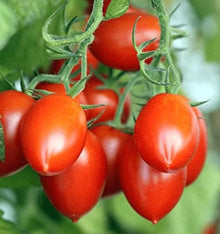 Tomato Seeds for a reliable harvest in the Dark Brown Garden