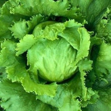 Iceberg Heading Lettuce Seeds valued by growers for crunchy Salad Greens