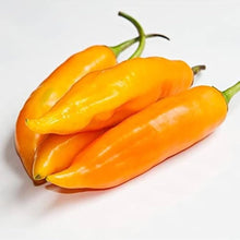 Aji Amarillo Chile Pepper Seeds for growers stocking the Authentic Spicy Garden Cultivation