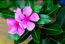 Periwinkle Catharanthus Roseus Vinca Seeds for a lasting display in the Home Low-Maintenance Beds