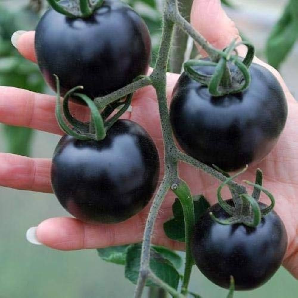Altdeutsche Tomato (Solanum lycopersicum) for planting in vegetable patch