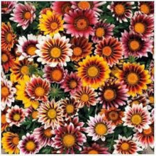 Gazania Gazania Rigens flower Seeds for colorful blooms in the backyard borders and rock garden areas