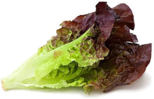 Super Red Romaine Lettuce Seeds for a reliable harvest in the Garden